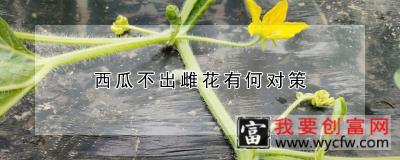 <a href=https://www.wycfw.com/zhongzhi/sgzz/gl/bxg/ target=_blank class=infotextkey>西瓜</a>不出雌花有何对策