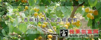 杏树枝条太旺怎样夏剪