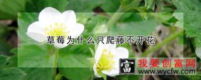 草莓为什么只爬藤不开花