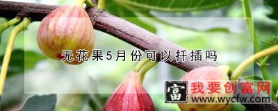 无花果5月份可以扦插吗