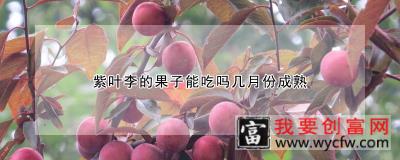 紫叶李的果子能吃吗几月份成熟