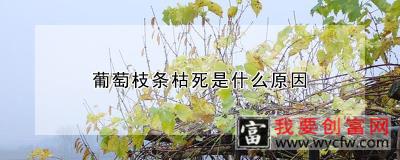 葡萄枝条枯死是什么原因