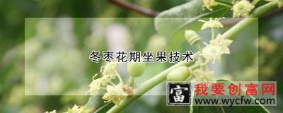 冬枣花期坐果技术