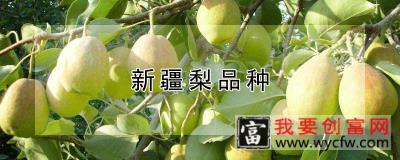 新疆梨品种