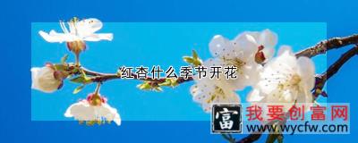 红杏什么季节开花