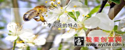 李子花的特点