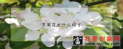 苹果花长什么样子