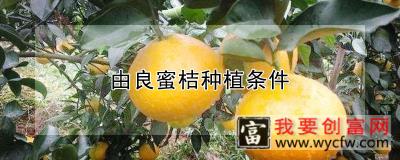 由良蜜桔种植条件