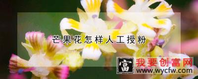 芒果花怎样人工授粉