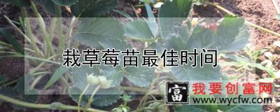 栽草莓苗最佳时间