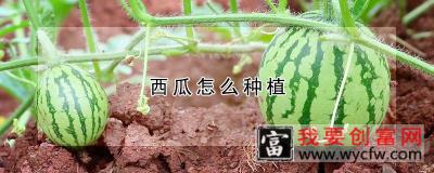 西瓜怎么种植