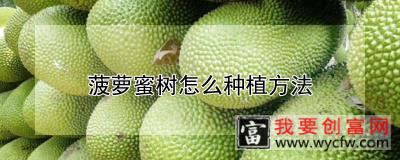 菠萝蜜树怎么<a href=https://www.wycfw.com/e/tags/?tagid=232 target=_blank class=infotextkey>种植方法</a>