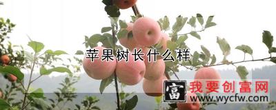 苹果树长什么样