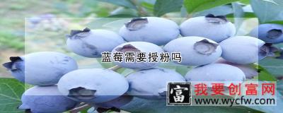 蓝莓需要授粉吗