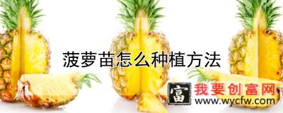 菠萝苗怎么种植方法