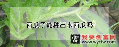 西瓜子能种出来西瓜吗