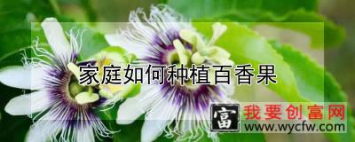 家庭如何种植百香果