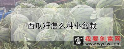 西瓜籽怎么种小盆栽