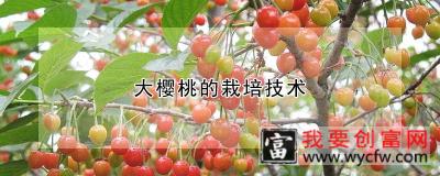 大樱桃的<a href=https:/www.wycfw.com/e/tags/?tagid=230 target=_blank class=infotextkey>栽培技术</a>