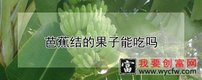 芭蕉结的果子能吃吗