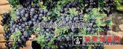 蓝莓苗怎么种植和养护