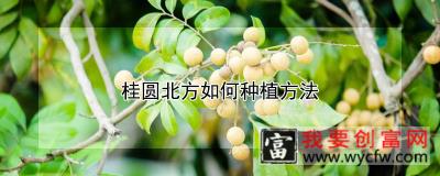 桂圆北方如何种植方法