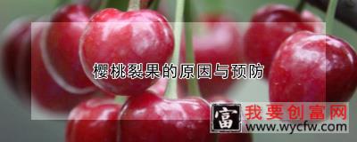 樱桃裂果的原因与预防