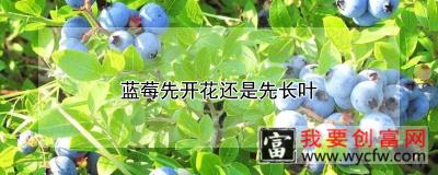 蓝莓先开花还是先长叶