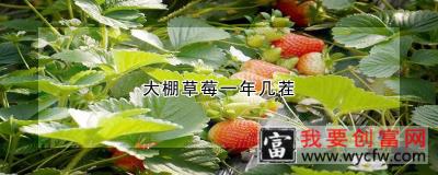 大棚草莓一年几茬