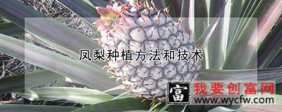 凤梨种植方法和技术