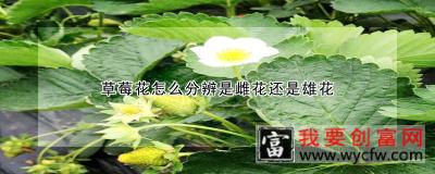 草莓花怎么分辨是雌花还是雄花