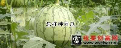 怎样<a href=https://www.wycfw.com/zhongzhi/sgzz/gl/bxg/ target=_blank class=infotextkey>种西瓜</a>