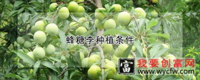 蜂糖李种植条件