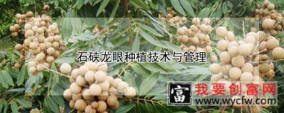 石硖龙眼种植技术与管理