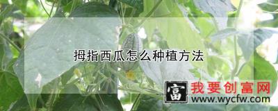 拇指西瓜怎么种植方法