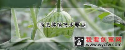 西瓜<a href=https://www.wycfw.com/e/tags/?tagid=130 target=_blank class=infotextkey>种植技术</a>要点