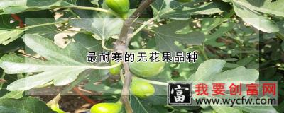 最耐寒的无花果品种