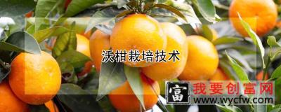 沃柑<a href=https:/www.wycfw.com/e/tags/?tagid=230 target=_blank class=infotextkey>栽培技术</a>