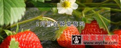 2月可以种草莓吗