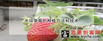 水培草莓的<a href=https://www.wycfw.com/e/tags/?tagid=232 target=_blank class=infotextkey>种植方法</a>和技术