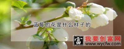 蓝莓的花是什么样子的