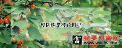 樱桃树是樱花树吗