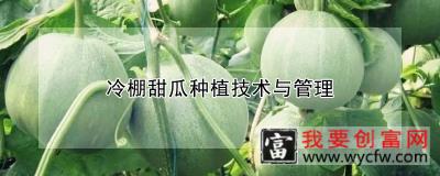 冷棚甜瓜种植技术与管理