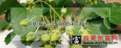 草莓怎么施肥和浇水