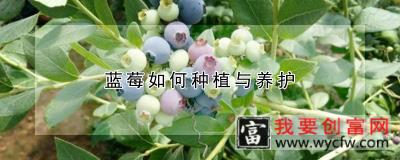 蓝莓如何种植与养护