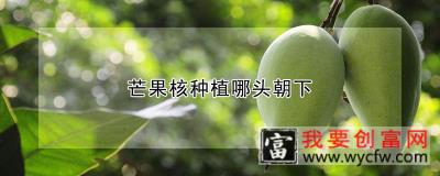 芒果核<a href=https://www.wycfw.com/zhongzhi/ target=_blank class=infotextkey>种植</a>哪头朝下