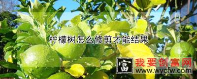 柠檬树怎么修剪才能结果