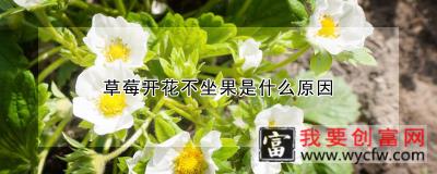 草莓开花不坐果是什么原因