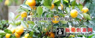 盆栽金桔的种植方法和管理