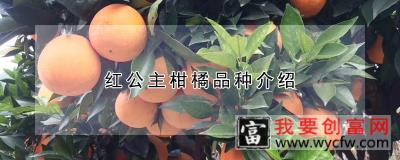 红公主柑橘品种介绍